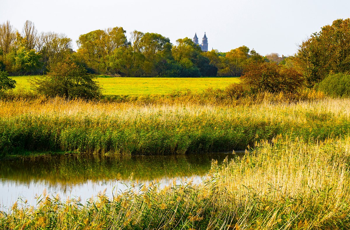 La Comté et la prairie de l'Elbe moyenne près de Bitterfeld-Wolfen rappellent la Terre du Milieu de Tolkien.